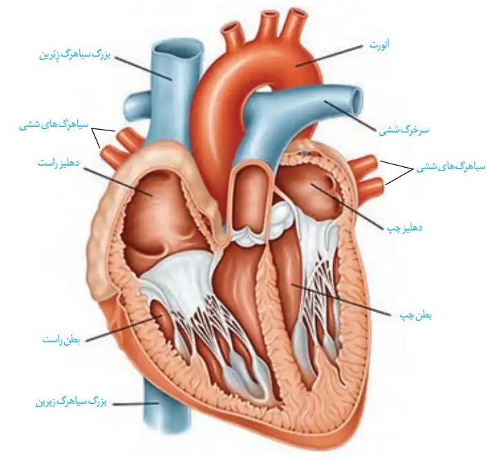 منابع تغییر رشته تجربی به ریاضی