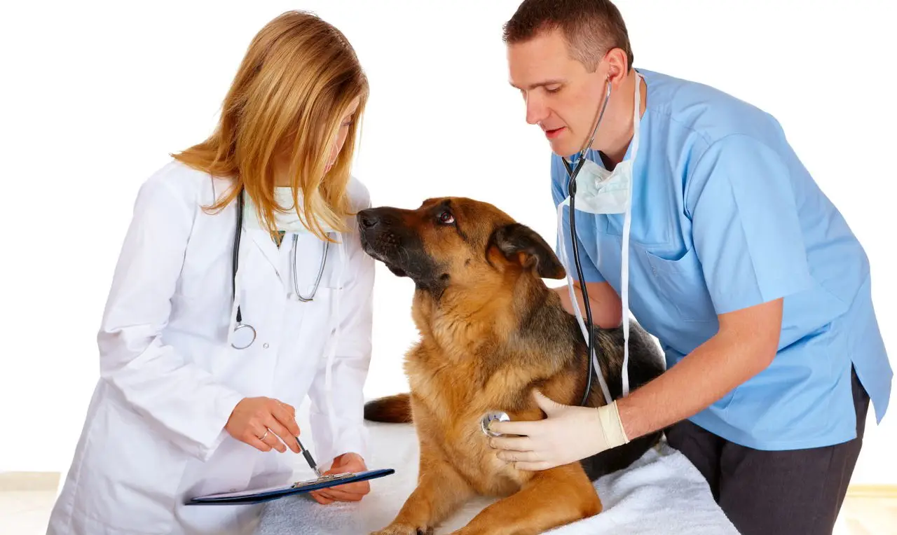 رتبه برای دامپزشکی ۱۴۰۴