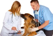 با رتبه ۲۰۰۰۰ تجربی دامپزشکی قبول میشم؟