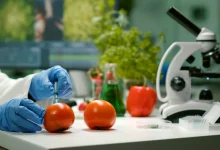 بازار کار علوم و مهندسی صنایع غذایی