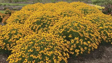 گرایش های رشته علوم و مهندسی باغبانی 18 گرایش های رشته علوم و مهندسی باغبانی