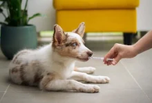 گرایش های رشته دامپزشکی