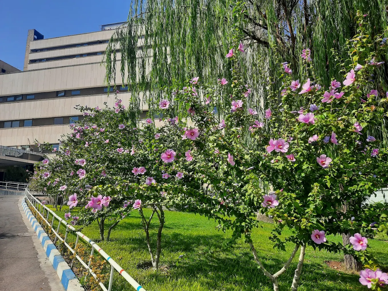 سایت دانشگاه علوم پزشکی بقیة الله 18 سایت دانشگاه علوم پزشکی بقیة الله