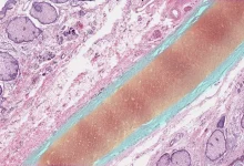 منابع کنکور ارشد بافت شناسی دامپزشکی ۱۴۰۵