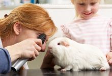 منابع کنکور کارشناسی ارشد فیزیولوژی دامپزشکی ۱۴۰۵ 20 منابع کنکور کارشناسی ارشد فیزیولوژی دامپزشکی ۱۴۰۵