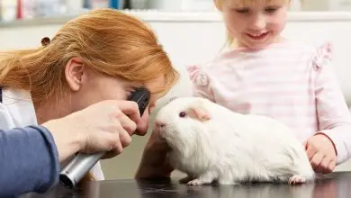 منابع کنکور کارشناسی ارشد فیزیولوژی دامپزشکی ۱۴۰۵ 18 منابع کنکور کارشناسی ارشد فیزیولوژی دامپزشکی ۱۴۰۵